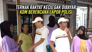 DUA KALI TEMUKAN RAKYAT KECIL TERNAK TAK DIBAYAR | KDM BERENCANA LAP0R P0LISI