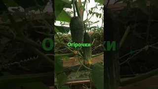 Огірки в теплиці