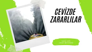 CEVİZDE ZARARLILAR / İLAÇLAMAYA NE ZAMAN BAŞLAMALIYIM ?