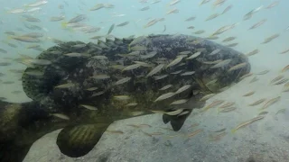 Some Say This Goliath Fish, Once Overfished, Is Now a Nuisance | National Geographic