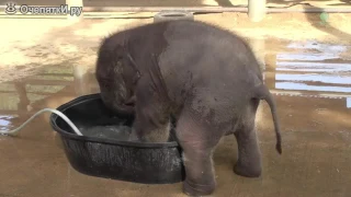 Слонёнок купался, пока мама не пришла