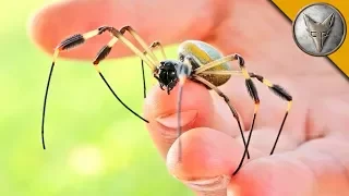 WILL IT BITE?! - BIG CREEPY SPIDER!