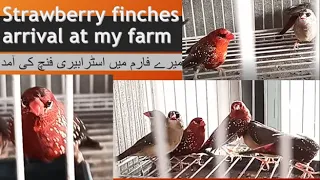 Arrival of strawberry finch at my farm | Birds farm | Birds cage | Birds Breed #birds #finches