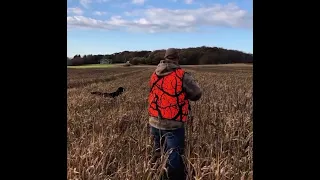 Fulton 16 gauge side by side shotgun on a pheasant hunt