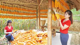 Harvest corn, How to preserve corn as feed for chickens and ducks, OFF GRID FARM