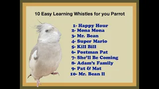 Whistle for your Parrot, Cockatiel. Silbidos facials de aprender para tu Loro /Cacatua