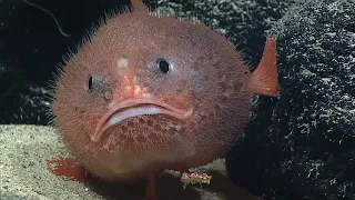 Exhalation of a Deep-sea Coffinfish
