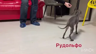 Рудольфо