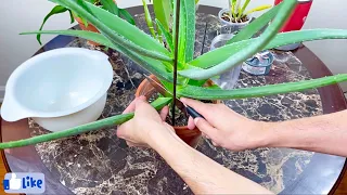 Fertilizante natural de Aloe Vera para orquídeas y plantas del hogar!🪴