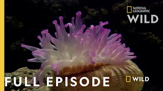 Survival of the Weirdest (Full Episode) | World's Weirdest