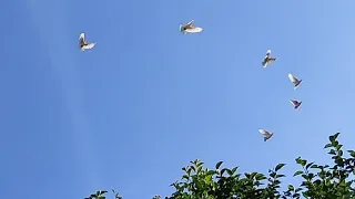 Бойние голуби. Гоняем Лимонку. 05.07.22 Грузия. Тбилиси