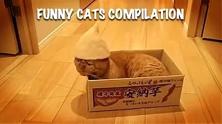 The best of videos funny cats compilations 2017 #7