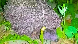 Cute hedgehog came to have dinner with us!!!😍🦔