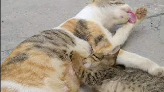 Mother Cat Taking Good Care Of Abandon Kitten Feeding Him With Her Own Kittens