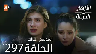 مسلسل الأزهار الحزينة | الحلقة 297 - الموسم الثالث