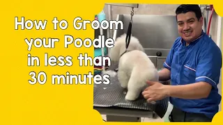 How to Groom my poodle mix / Dog Grooming in Queens NY