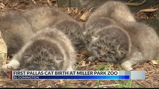 First pallas cat birth at Miller Park Zoo