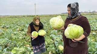 Making Azerbaijan Dolma, and Cooking Turkey In Tandoor - Cabbage Harvest