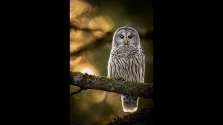 Mystery of Owls with Izzy Edwards Oct11 2022