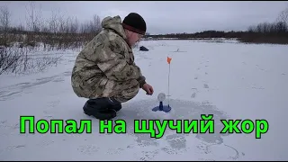 Ловля щуки на жерлицы! Флажки вставали один за одним!!!