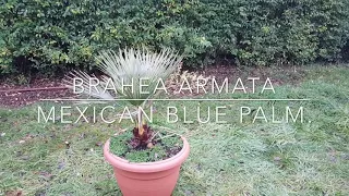 Brahea Armata- Mexican Blue Palm.