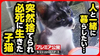 【子猫 保護】突然捨てられ、必死に生きた子猫に...人と暮らす喜びを