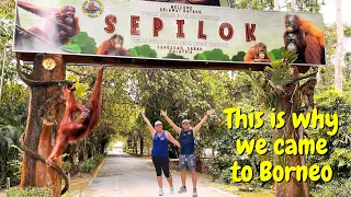 Borneo Orangutan Adventure | Sabah Malaysia | Sepilok Rehabilitation Centre | Sun Bears Centre