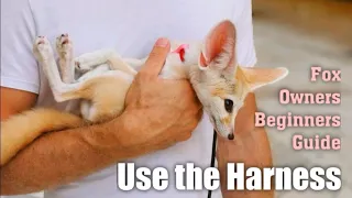 Fox Owners Beginners Guide: Use the Harness