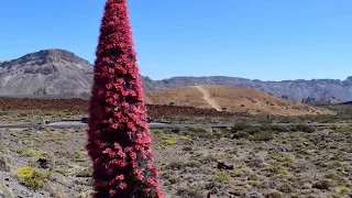 🌋 ТЕНЕРИФЕ ТЕЙДЕ растение ТАХИНАСТЕ/TENERIFE Tajinaste Rojo del Teide