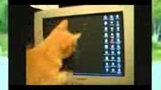 Best Epic Funny Cats Compilation 2013   The Funniest Cat Video