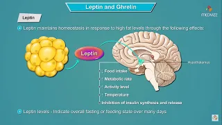 Leptin and Ghrelin hormones mechanism of action | Physiology : USMLE Step 1