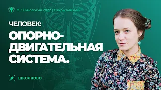 Человек: опорно-двигательная система.