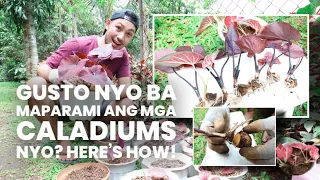 HOW TO PROPAGATE CALADIUMS + CARE TIPS!