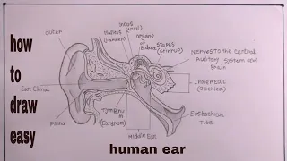 how to draw human ear/how to draw human ear structure/human ear drawing