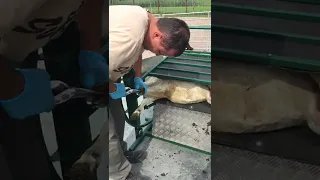 Обрезка копыт овцам и козам. Станок поворотный Карусель SheepMaster.