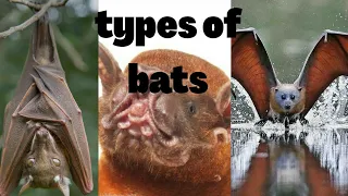 Types of bats,megabat,flying foxes bat,old world fruit,microbat,kitti hog nosed,natalus,bull dog bat