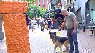 Angry Dog VS Angry Carrot !! Angry Carrot Prank !!