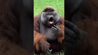 smart orangutan gestures for food.