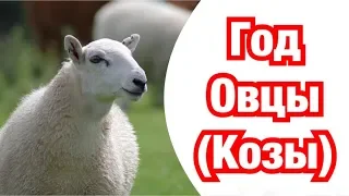 Год Овцы(Козы) – описание и характеристика знака