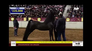 Superior Morgan Horse Sale Dragonsmeade Sea Dragon