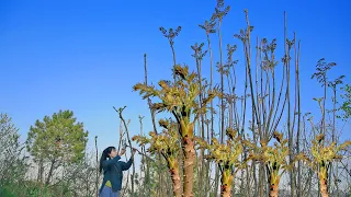 Acanthopanax : a fine wild herb covered with thorns but delicious to eat刺龍苞：渾身長滿刺，吃起來卻很美味的山野菜