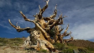 World’s Top 10  Oldest Trees in 2016