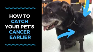 How To Catch Your Pet’s Cancer Earlier: VLOG 121