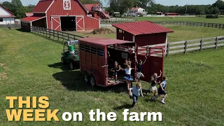 9/21/2023 - This Week on the Farm - (moving turkeys, cabin, homemade pasta & more)