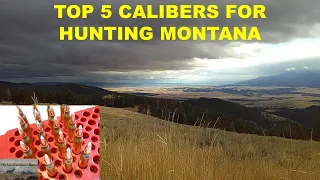 TOP 5 Calibers/Cartridges for HUNTING MONTANA!