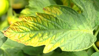 Why Are My Plant Leaves Yellow? | Simple Secrets To Fix It!! | Leaves So Green It Hurts!!