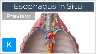 Esophagus location and function (preview) - Human Anatomy | Kenhub