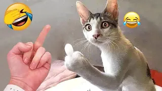 🙀🐱 Try Not To Laugh Dogs And Cats 🤣😍 Best Funny Animals 2023 # 35