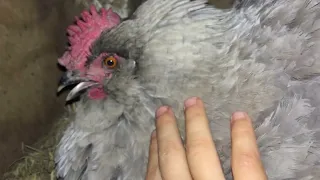 Angry brooding hen gets pecked by Ava