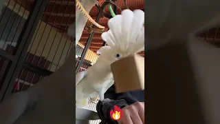 Unbelievable Cockatoo Flips Out With Dad! Crazy Cockatoo Whacks Dad.